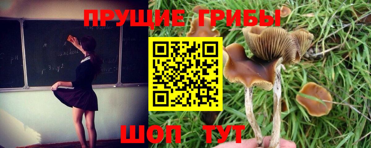 Псилоцибиновые грибы Psilocybe Крымск